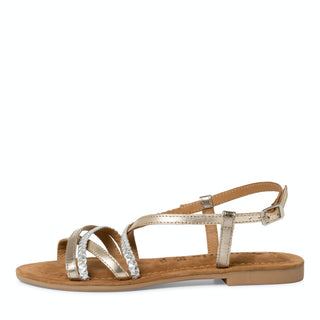 116 CHAMPAGNE COMB;2